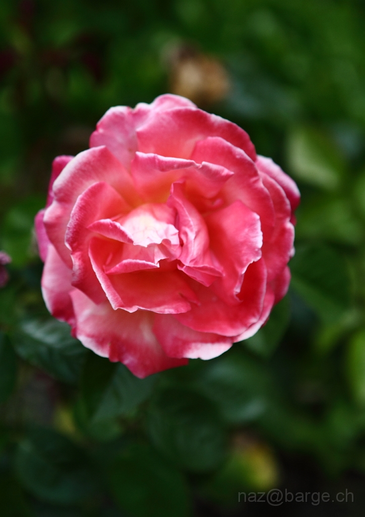 EOS 5D Mark II24_06_20122059.JPG